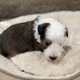 Zuma (Orange) - Sable and white male Shetland Sheepdog puppy in Mi   Clarkston, Michigan from Heslip Family Puppies