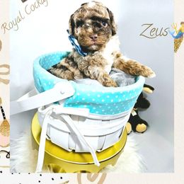 ZEUS - Merle Cockapoo puppy in Demorest, Georgia from Royal Cockapoo Playhouse