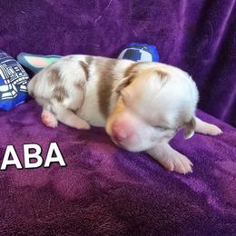 JABA - Red merle male Australian Shepherd puppy in Smithfield, Utah from Invictus Farms