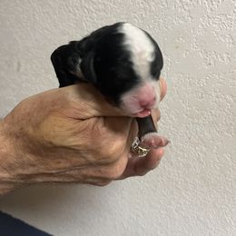 Tulsa - Tri-color male Bernedoodle puppy in Waco, Texas from Doodles of Your Dreams (formerly Texana Doodles)