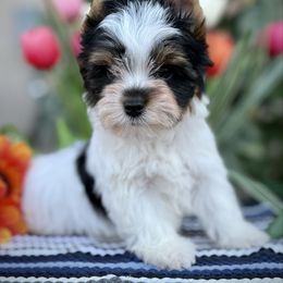 Boy 1 - Black tan and white male Biewer Terrier puppy in Lathrop, California from Forever Charmed