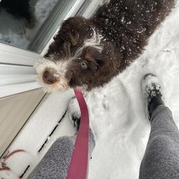Aussiedoodle, Australian Shepherd, and Goldendoodle Puppies from Junipersdoodles