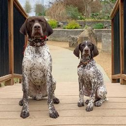 German Shorthaired Pointers from Interstellar GSPs