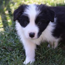 Bane - Black and white male Border Collie puppy in Kalispell, Montana from North Fork Border Collies
