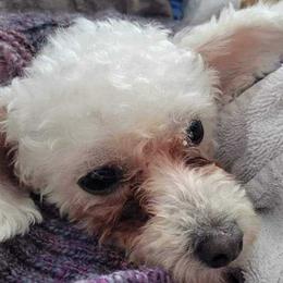 Tala - Poodle
