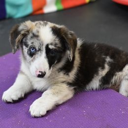 American Corgi, Cane Corso, Pembroke Welsh Corgi, and Rhodesian Ridgeback Puppies from Diamondcrest Inc