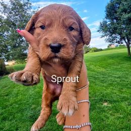Sprout - Red  male Goldendoodle puppy in Red Oak, Iowa from Fisher Pups-Stay Golden with a Doodle