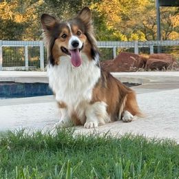 Liv - Pembroke Welsh Corgi