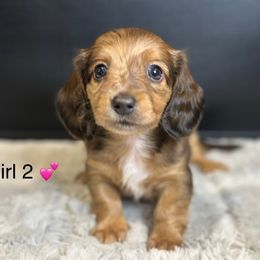 Girl 2 - Dapple female Dachshund puppy in Nederland, Texas from M & M Pups