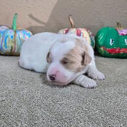 Chai - Parti male Goldendoodle puppy in Crawfordsville, Iowa from DoodleBlessings