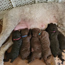 Poodle Puppies from Coco Puffs Poodles