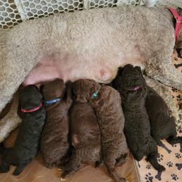 Poodle Puppies from Coco Puffs Poodles