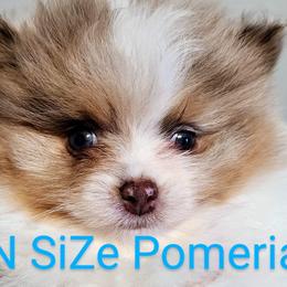 Pomeranians and Toy Australian Shepherds from FuN SiZe Aussies/ AKC Pomeranians