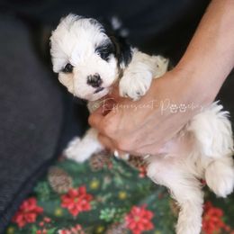 Champ - White Yorkipoo puppy in Coolidge, Arizona from Effervescent-Pooches