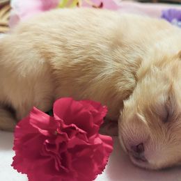 Pomeranian Puppies from The Pom Palace