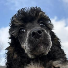 Checkers - Phantom male Poodle puppy in Huntsville , Alabama from Heart Song Standard Poodles