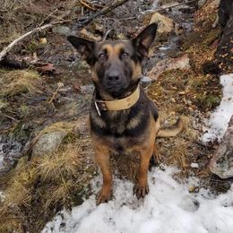 Amy - Dutch Shepherd