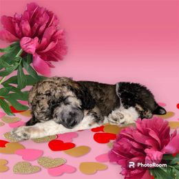 Poodle Puppies from Paddock's Purebred Poodles