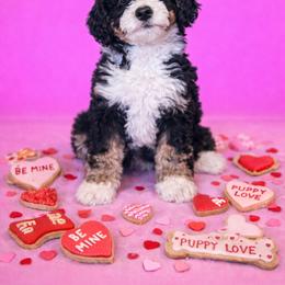Captian America - Tri-color male Bernedoodle puppy in Jackson, Missouri from Pincksten Family Doodles
