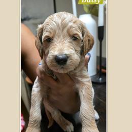 Daisy - Apricot female Goldendoodle puppy in Richmond, Virginia from Highland Grove Doodles, LLC