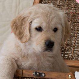 Golden Retriever Puppies from Lookout Golden Retrievers