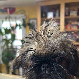 Barney - Belge male Brussels Griffon puppy in Nocona, Texas from Alias I Am Brussels