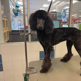 Ebony - Poodle