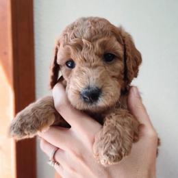 Maple - Red  female Goldendoodle puppy in Auburn, California from Golden Acre Doodles