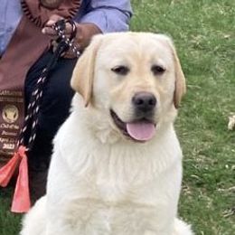 Labrador Retrievers from Lasani’s Labradors