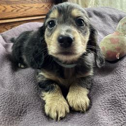 Dapple 1 - Dapple male Dachshund puppy in Fieldbrook, California from Honeydox Miniature Dachshunds