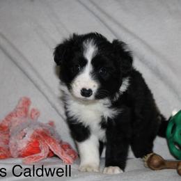 Linus Caldwell - Black male Border Collie puppy in Crawfordsville, Indiana from Rescued Dreams Border Collies