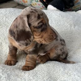 Dachshund puppies from Nicole's Dachshunds