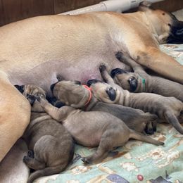 Great Dane Puppies from Paxton Great Danes