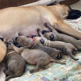 Great Dane Puppies from Paxton Great Danes