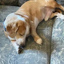 Tex - Dachshund