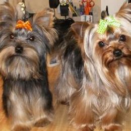 Yorkshire Terriers from Carter Yorkies