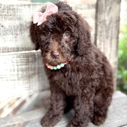 Harbor - Chocolate female Goldendoodle puppy in Mc Kinney, Texas from Flair Doodles