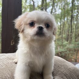 Max - White male Pekingese puppy in Plano, Texas from Dogs lovers