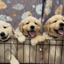 Golden Retriever puppies from Carolina Breeders Family