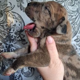 Fawn Merle Male - Merle male Great Dane puppy in Cunningham, Kansas from Garden Grove Great Danes