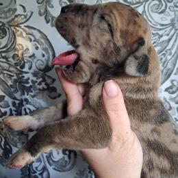 Fawn Merle Male - Merle male Great Dane puppy in Cunningham, Kansas from Garden Grove Great Danes
