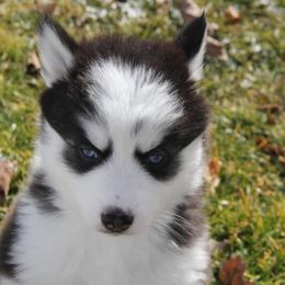 Pomsky Puppies from Fox Meadow Pomskies