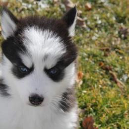 Pomsky Puppies from Fox Meadow Pomskies