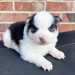 Flynn - Black and white male Pomsky puppy in Henderson, Kentucky from Paris Pomskies