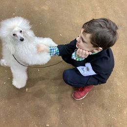 Poodle Puppies from Custom Poodles