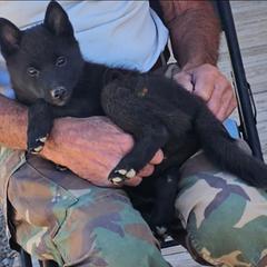 Eclipse -upcoming - Schipperke