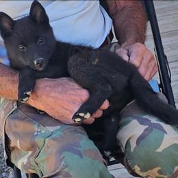 Eclipse -upcoming - Schipperke