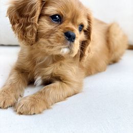 Cavalier King Charles Spaniel Puppies from Farrever Cavaliers