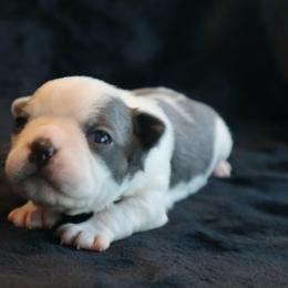 Blue Splash - Blue male Boston Terrier puppy in Seguin, Texas from Campos Farms