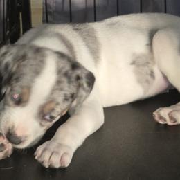 Catahoula Leopard Dog Puppies from Bradford Catahoulas